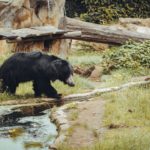 マイソールの人喰い熊事件｜インドで発生した悲惨な獣害事件を解説