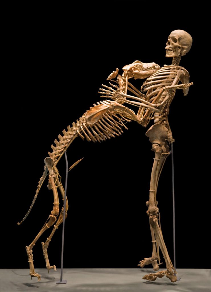写真：抱き合う犬と人間の骨格標本